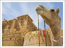 Pushkar Camel Safari Tour