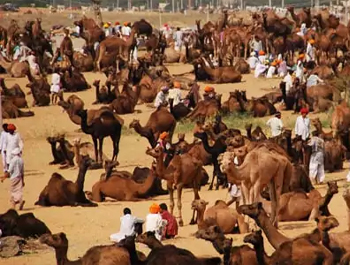 Pushkar Mela Rajasthan