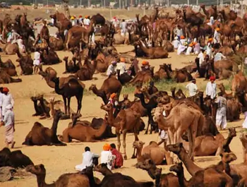 BEST THINGS TO DO INPUSHKAR