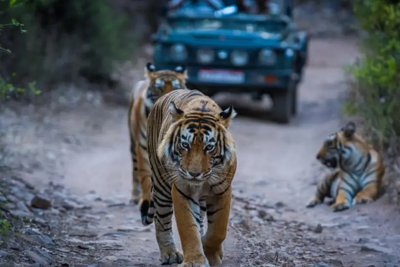 Pushkar To Ranthambore Distance | Ajmer Taxi Services